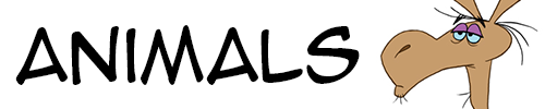 Animals