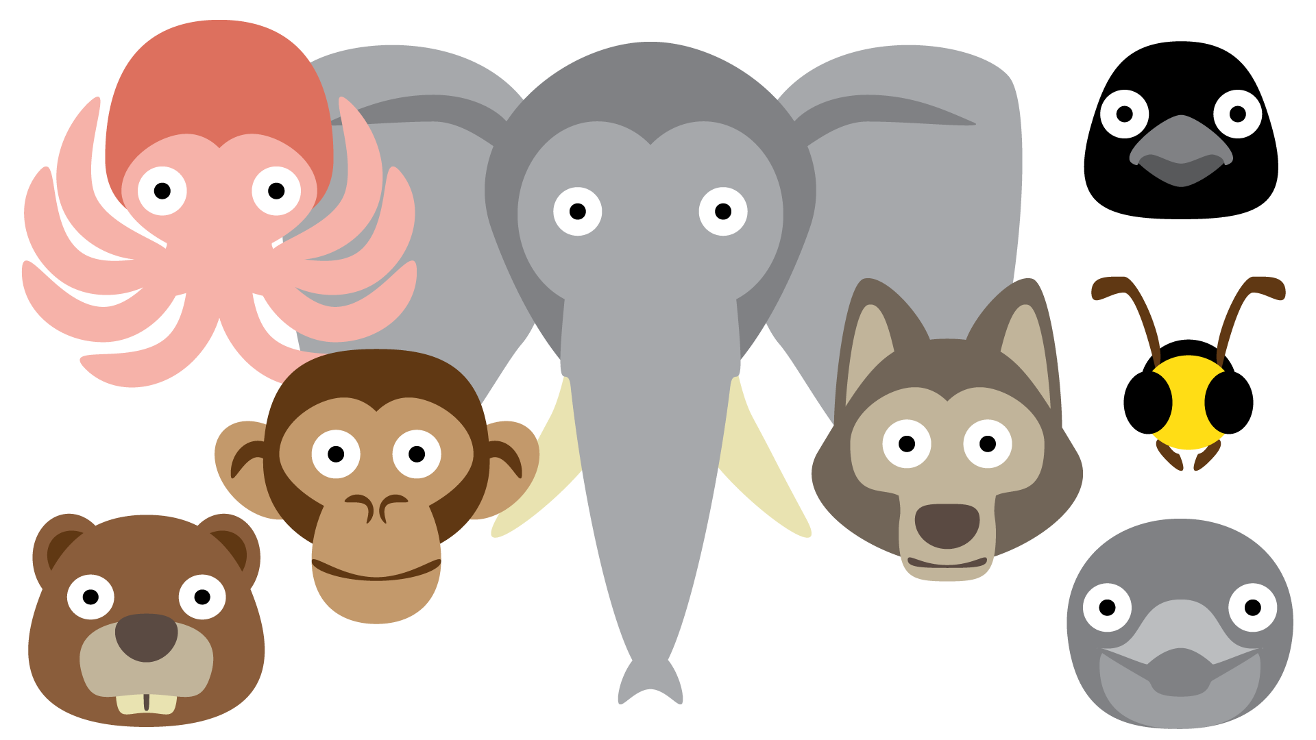 Animals