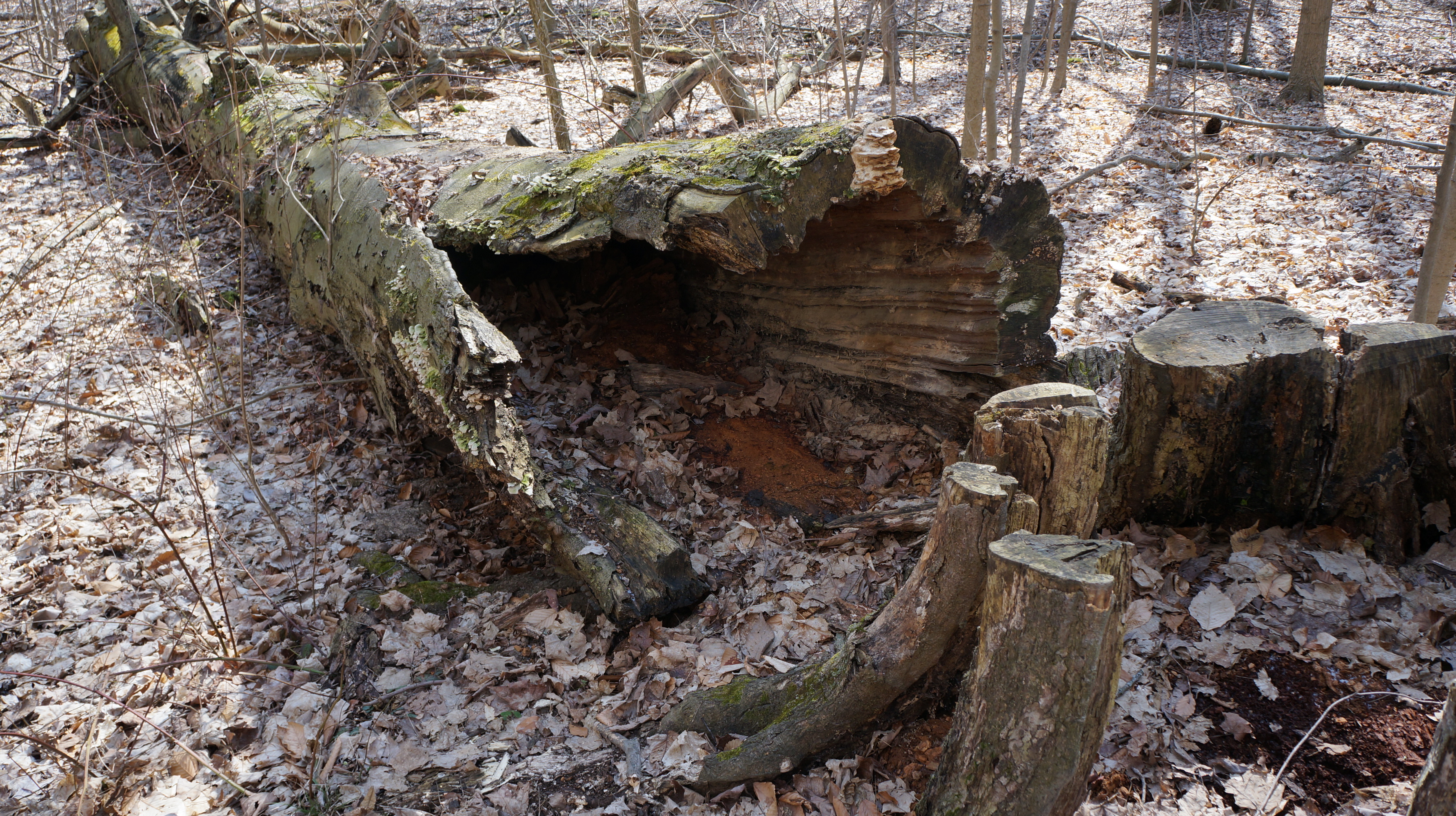 park photo