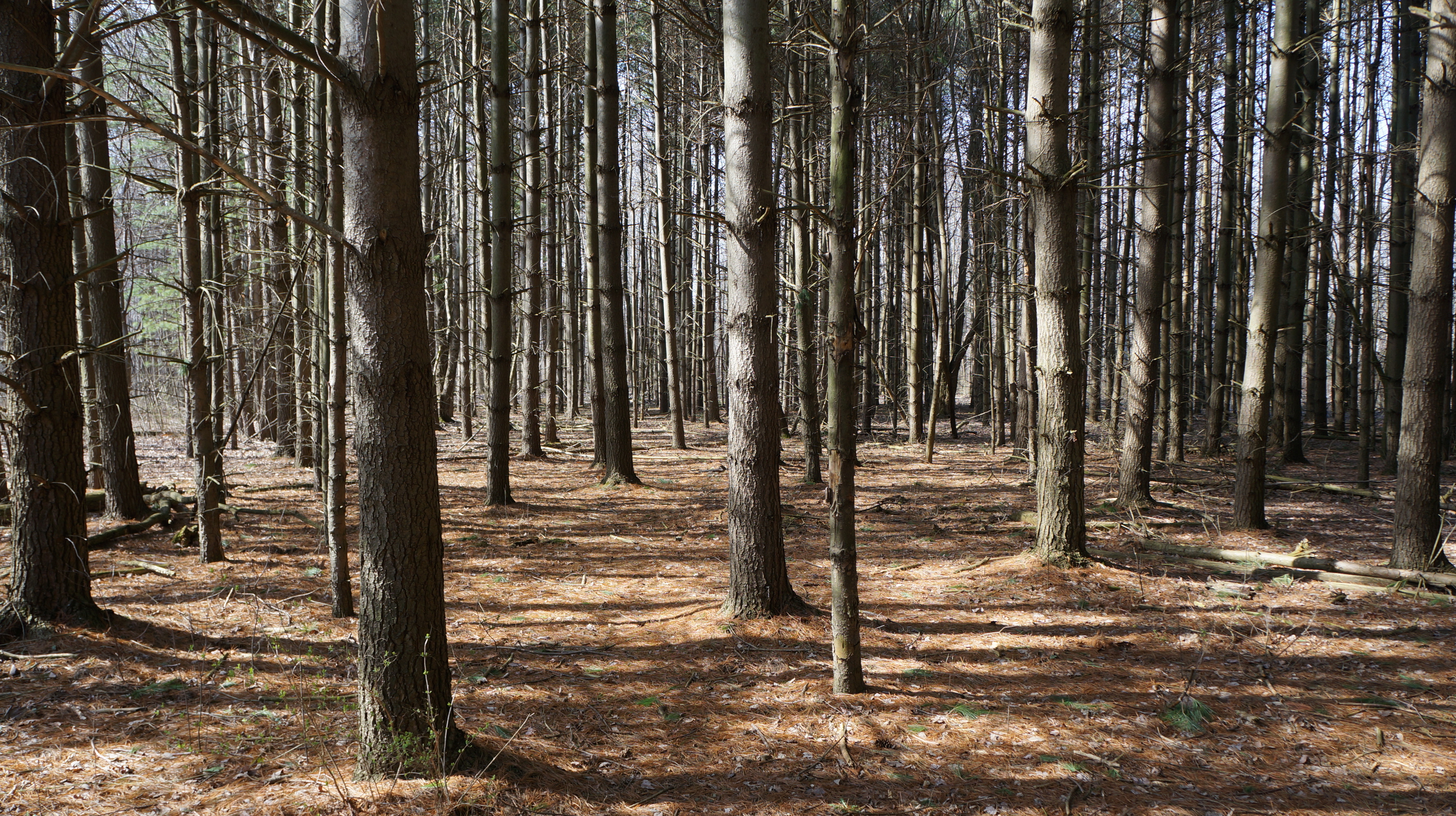 park photo